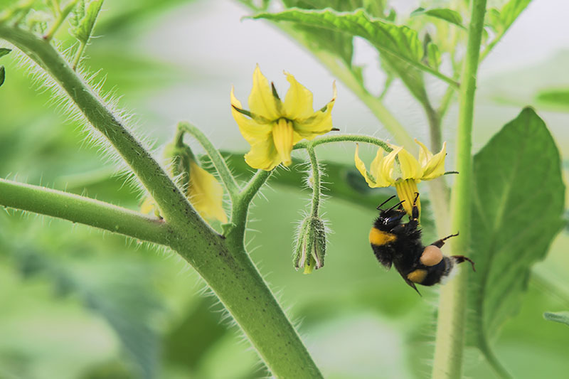 تصویر نزدیک از زنبوری که از یک گل زرد کوچک تغذیه می‌کند، که روی پس‌زمینه‌ای با فوکوس ملایم تصویر شده است.