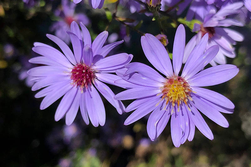 نمای نزدیک از دو گل بنفش روشن Symphyotrichum cordifolium که در زیر نور آفتاب روشن روی پس‌زمینه‌ای با فوکوس نرم تیره تصویر شده است.