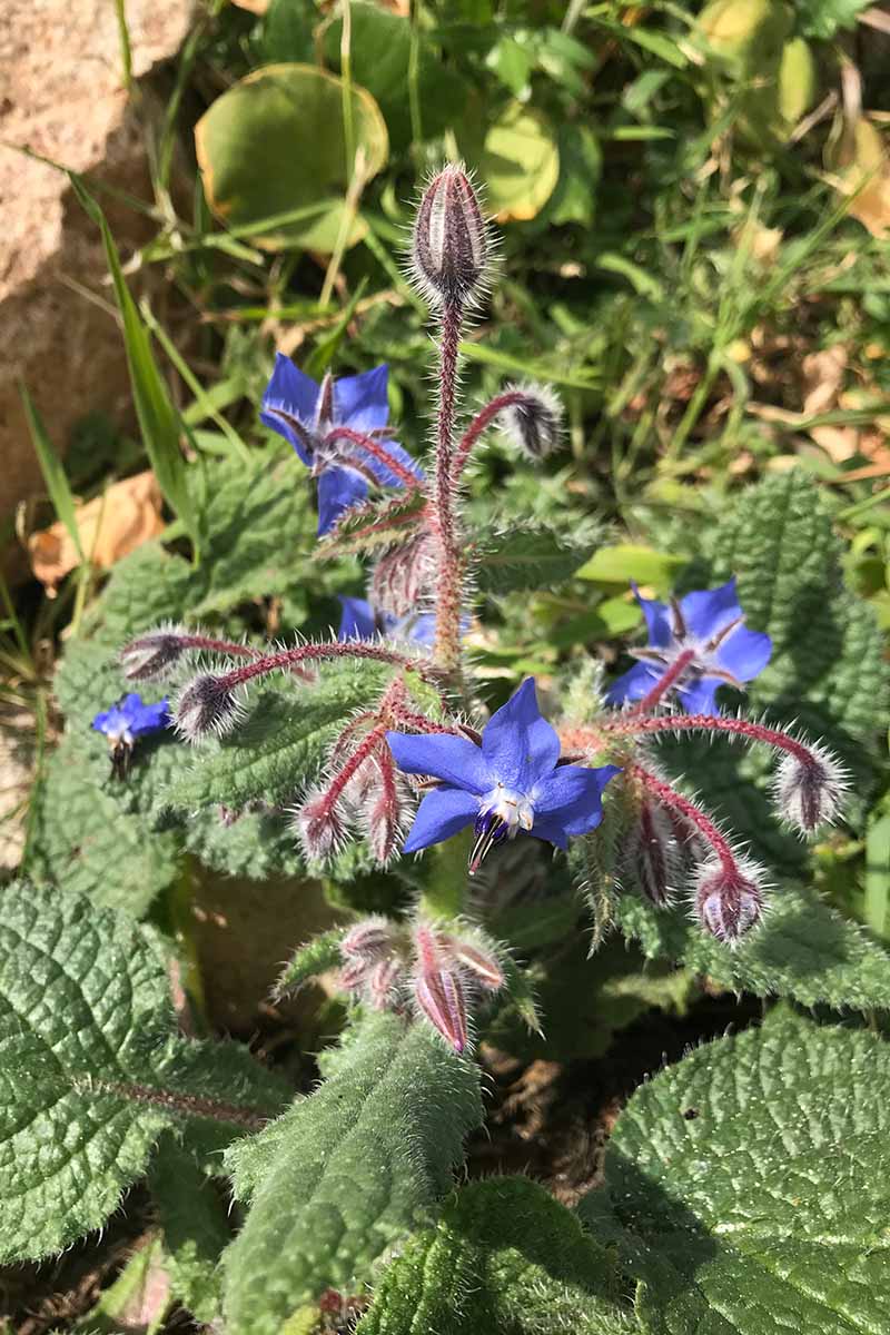 تصویری عمودی از یک گیاه کوچک Borago officinalis با گل‌های آبی ستاره‌ای شکل که در باغ تابستانی در زیر نور آفتاب رشد می‌کنند.