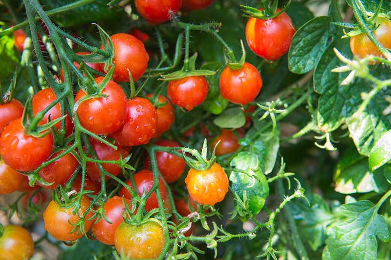 نمای نزدیک از یک گیاه گوجه فرنگی رسیده با قطرات آب در آفتاب با شاخ و برگ سبز.