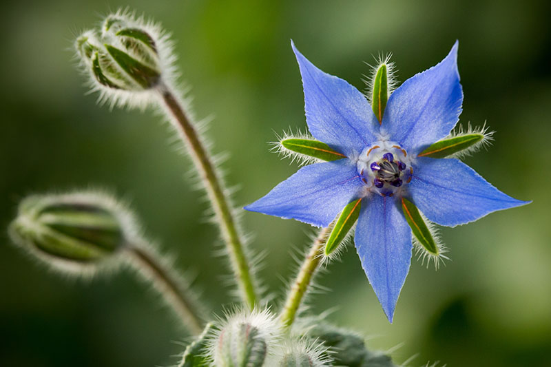 نمای نزدیک از گل آبی و ستاره ای شکل Borago officinalis با دو جوانه در فوکوس ملایم در پس زمینه.