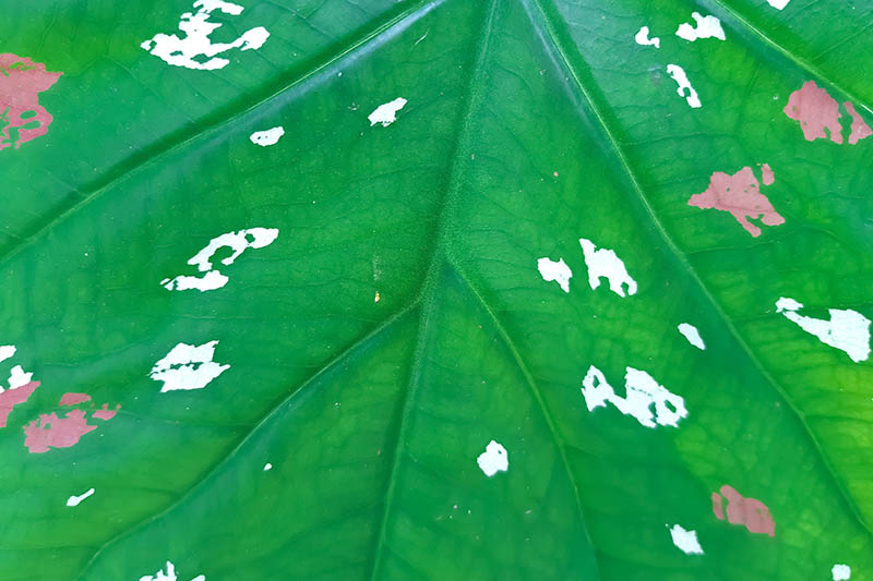 نمای نزدیک از یک برگ سبز با نواحی رنگارنگ سفید و صورتی.