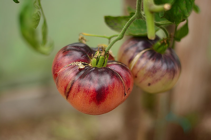 نمای نزدیک از میوه رسیده یک گوجه فرنگی موروثی قرمز تیره که در باغ در حال رشد است و روی پس‌زمینه‌ای با فوکوس ملایم تصویر شده است.