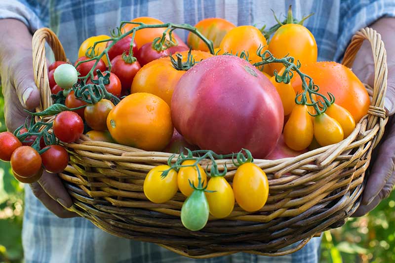 کشاورز که یک سبد بزرگ پر از گوجه فرنگی های موروثی در اشکال، رنگ ها و اندازه های مختلف در دست دارد.