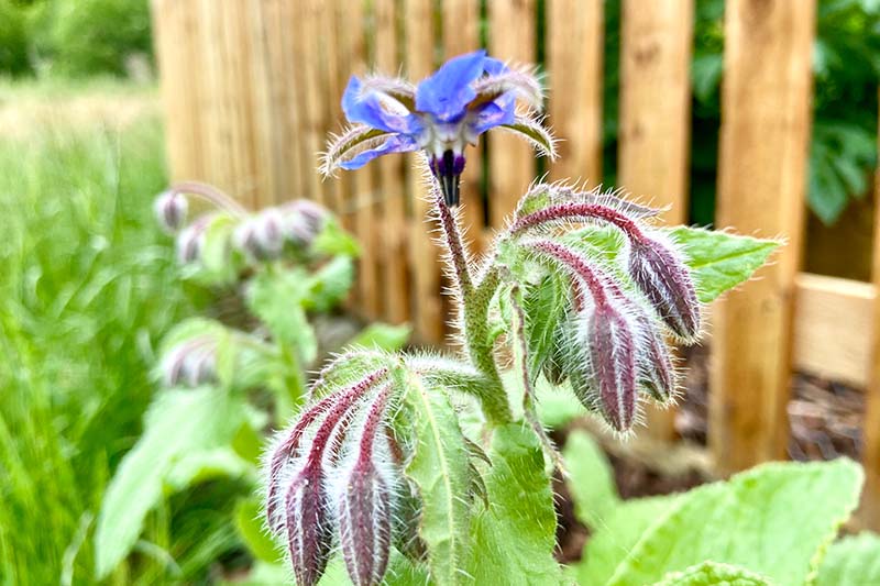 نمای نزدیک از گیاه Borago officinalis که در مقابل حصار چوبی در باغ تابستانی رشد می کند، با گل آبی ستاره شکل و جوانه های باز نشده.