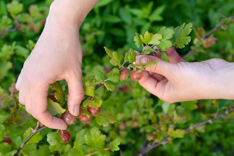 نمای نزدیک از دو دست که در حال برداشت توت های قرمز رسیده در باغ هستند، که در پس زمینه ای با فوکوس نرم به تصویر کشیده شده است.