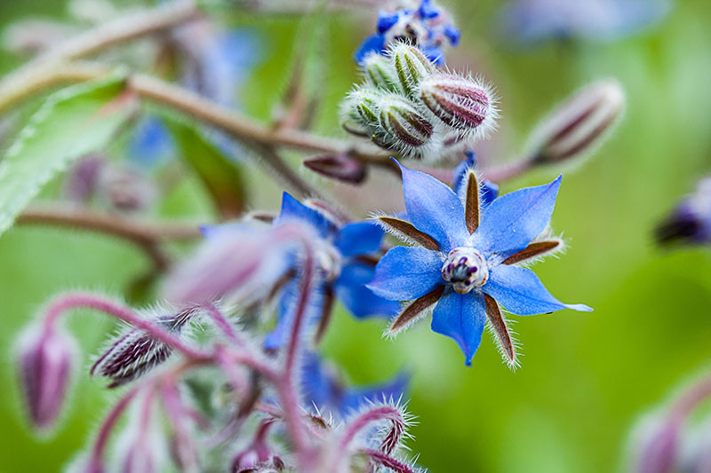 نمای نزدیک از گل های گاوزبان آبی روشن که در باغ رشد می کنند.  در پیش زمینه جوانه های کوچک باز نشده در فوکوس نرم دیده می شوند.