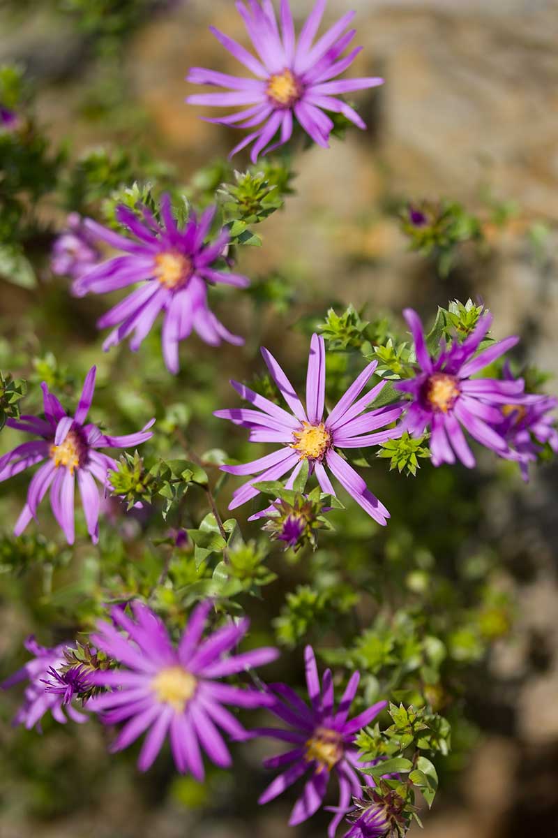 تصویری عمودی از گل‌های بنفش Symphyotrichum sericeum که در باغ اواخر تابستان رشد می‌کنند، در زیر نور آفتاب بر روی پس‌زمینه‌ای با فوکوس ملایم تصویر شده است.