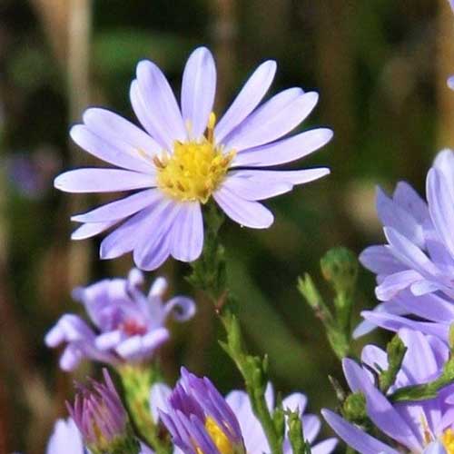 نمای نزدیک از یک گل آبی ظریف Symphyotrichum oolentangiense با مرکز زرد که در نور آفتاب روشن روی پس‌زمینه فوکوس ملایم تصویر شده است.