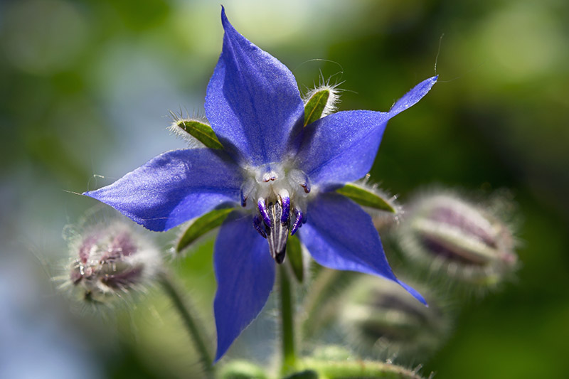 نمای نزدیک از گل گاوزبان آبی روشن و ستاره‌ای شکل که در باغ رشد می‌کند، در زیر نور آفتاب روشن روی پس‌زمینه‌ای با فوکوس ملایم تصویر شده است.