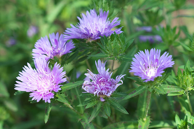 نمای نزدیک از Stokesia laevis که در باغ با گل‌های بنفش روشن در حال رشد است، که در زیر نور آفتاب روشن روی پس‌زمینه‌ای با فوکوس ملایم تصویر شده است.