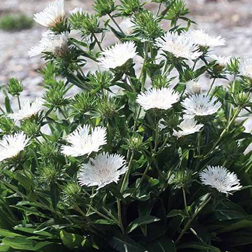 نمای نزدیک از یک دسته از Stokesia laevis، با گل‌های سفید و شاخ و برگ سبز تیره که در زیر نور آفتاب روشن روی پس‌زمینه‌ای با فوکوس ملایم تصویر شده است.