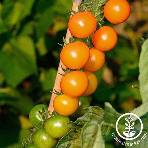 نمای نزدیک از یک گیاه گوجه‌فرنگی گیلاسی «Sungold» که در باغی روی یک پس‌زمینه تمرکز ملایم رشد می‌کند.