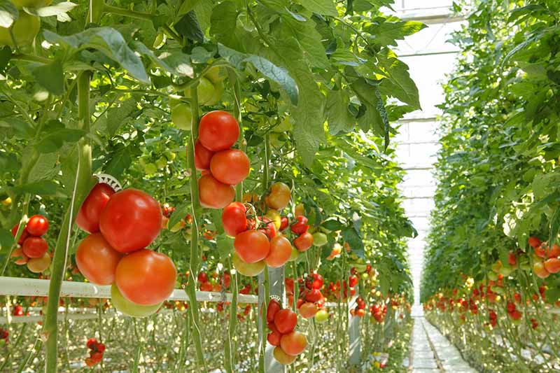ردیف‌هایی از گیاهان گوجه‌فرنگی که در گلخانه‌ای بزرگ رشد می‌کنند و میوه‌های سبز و قرمز روی تاک‌های عمودی و چیده‌شده دارند.