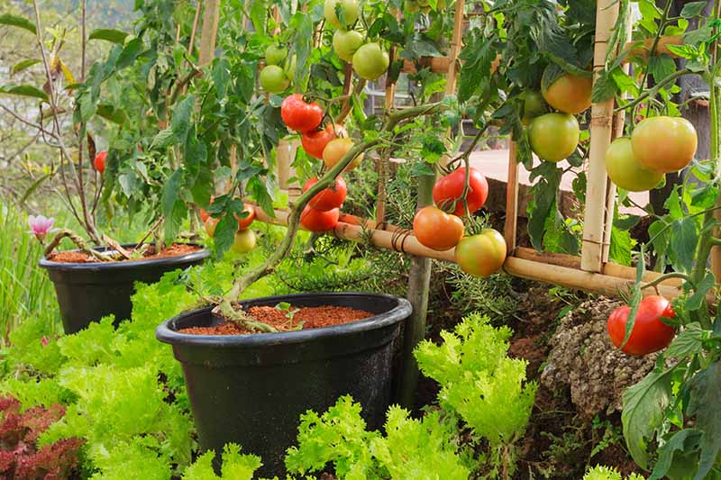 باغ سبزی با گوجه‌فرنگی‌هایی که در گلدان‌های پلاستیکی سیاه رشد می‌کنند، پرده‌ای تربیت‌شده، احاطه‌شده با کاهو و سبزیجات دیگر.