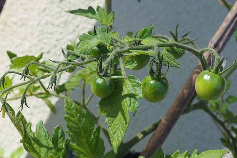 نمای نزدیک از گوجه‌فرنگی‌های نارس و سبز که روی درخت انگور رشد می‌کنند، در زیر نور آفتاب با دیواری سفید در پس‌زمینه تصویر.