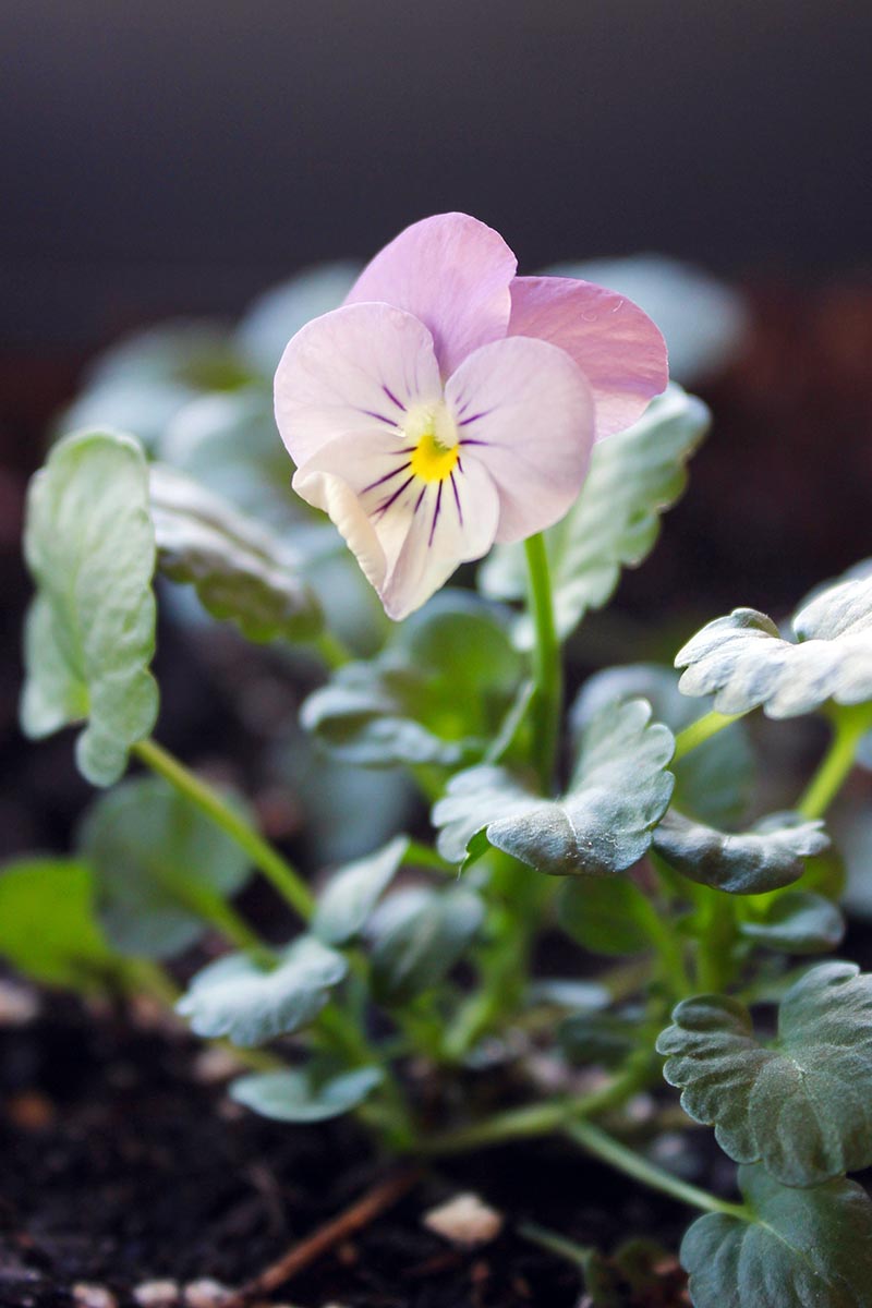 تصویر نزدیک عمودی از یک گل صورتی کوچک، که روی پس‌زمینه‌ای با فوکوس نرم تیره تصویر شده است.
