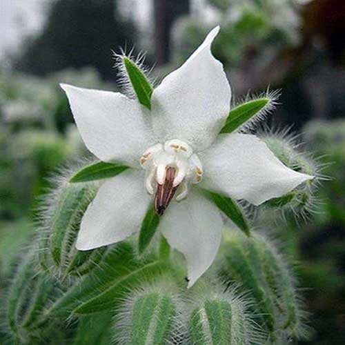 نمای نزدیک از گل سفید Borago officinalis در حال رشد در باغ.