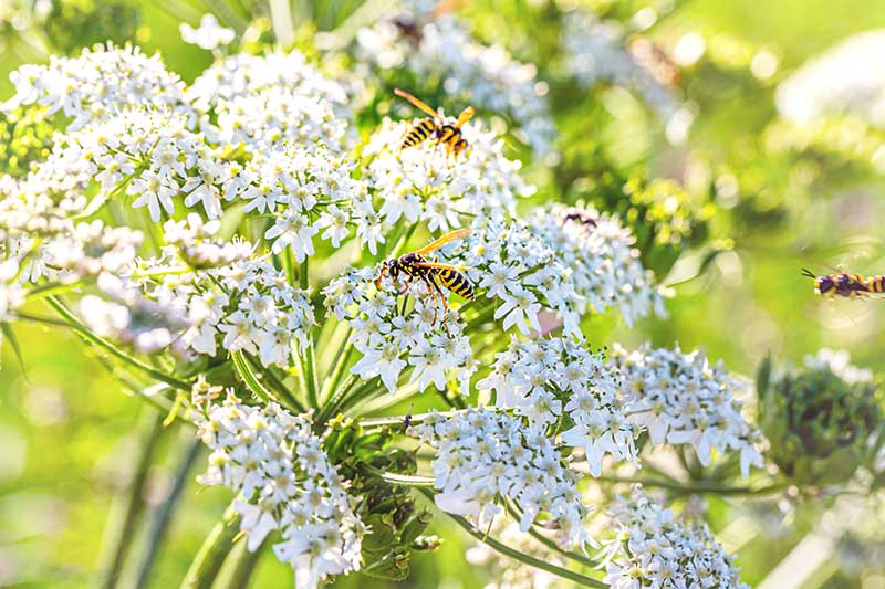 نمای نزدیک از گل‌های سفید Carum carvi که در باغ رشد می‌کنند با زنبورهایی که روی شکوفه‌ها فرود می‌آیند، در زیر نور آفتاب روشن روی پس‌زمینه‌ای با فوکوس ملایم تصویر شده‌اند.
