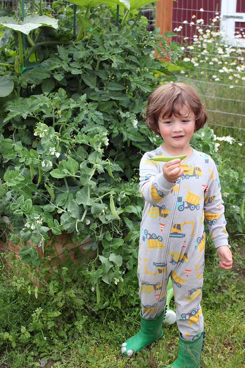 تصویر عمودی نزدیک از پسر جوانی که نخودی از گیاهی در یک تخت باغی برافراشته می چیند، با لباس یک نفره و چکمه های سبز رنگ.