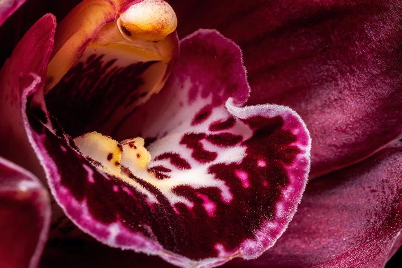 تصویر افقی نزدیک از داخل یک گل Cymbidium.