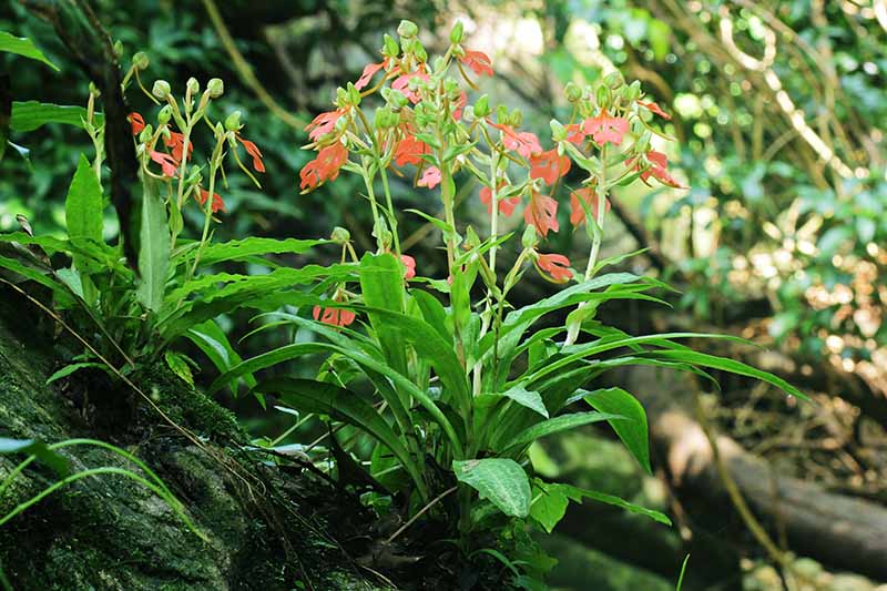 تصویر افقی نزدیک از ارکیده‌های Habenaria rhodocheila که در پایه تنه درخت با گل‌های قرمز کوچک رشد می‌کنند.