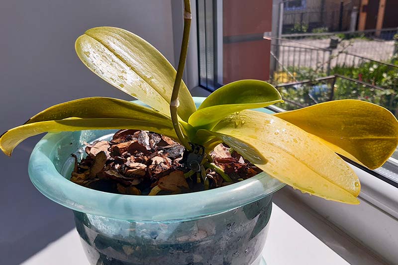 تصویر افقی نزدیک از گیاه ارکیده با برگ‌های زرد در یک گلدان پلاستیکی بزرگ که روی طاقچه قرار دارد.