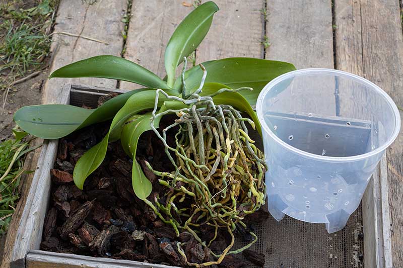 تصویر افقی نزدیک از یک گیاه ارکیده با ریشه های سالم قوی که برای گلدان مجدد از ظرف آن خارج شده است.
