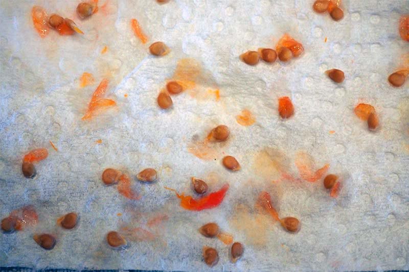 تصویر افقی نزدیک از دانه های Solanum lycopersicum که روی یک سطح سفید قرار گرفته است.
