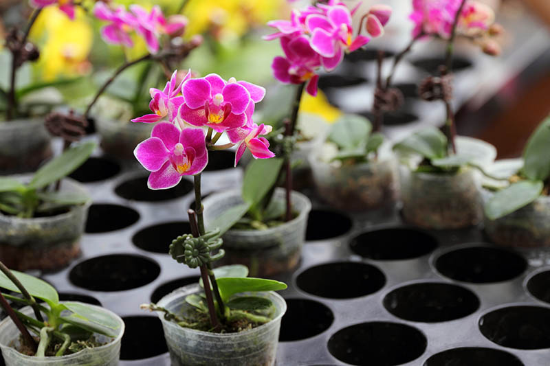 تصویری افقی از ارکیده های گلدانی کوچک با گل های صورتی روشن برای فروش در مهد کودک.