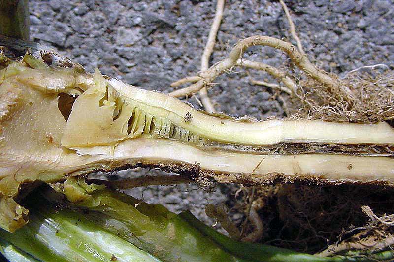 تصویر افقی نزدیک از مقطعی از ساقه گیاهی که از پوسیدگی ساقه رنج می برد در زمینه تیره.