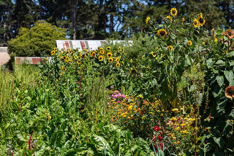 تصویری افقی از یک تکه سبزیجات کاشته شده با انواع محصولات زراعی و آفتابگردان در حال رشد در لبه، با درختان و یک خانه در پس زمینه.