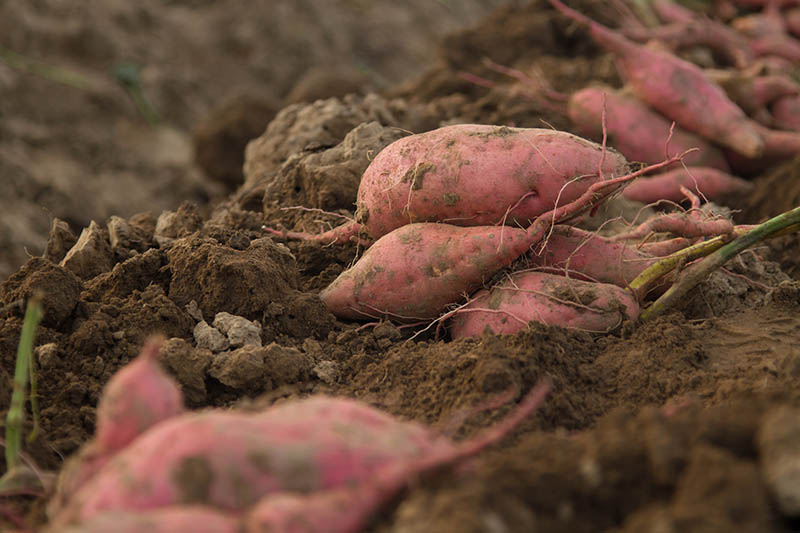 تصویر افقی نزدیک از غده‌های Ipomoea batatas تازه حفر شده، در خاک غنی تیره، روی پس‌زمینه فوکوس نرم.