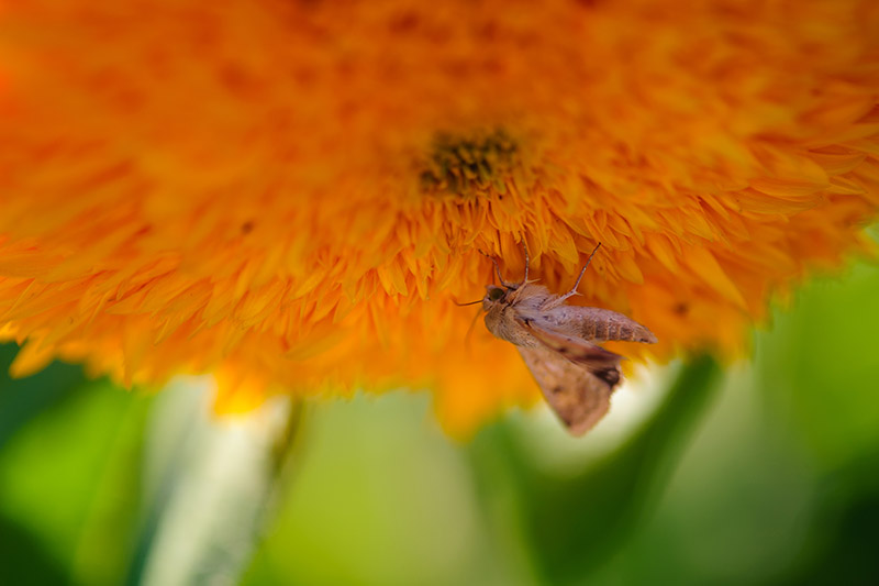 تصویر افقی نزدیک از یک حشره کوچک که از یک گل زرد روشن تغذیه می‌کند که روی پس‌زمینه‌ای با فوکوس نرم سبز تصویر شده است.
