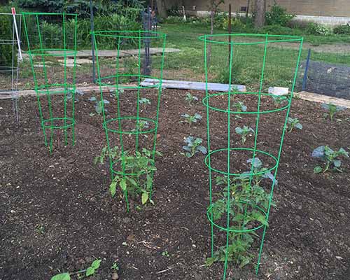 تصویر مربع نزدیک از مجموعه ای از قفس های گوجه فرنگی که از نهال های کوچک در باغ سبزیجات حمایت می کنند.