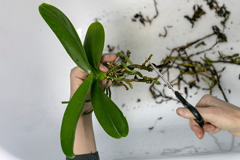 تصویر افقی نزدیک از دو دست که در حال کوتاه کردن ریشه‌های ناسالم یک گیاه آپارتمانی است که روی پس‌زمینه سفید تصویر شده است.