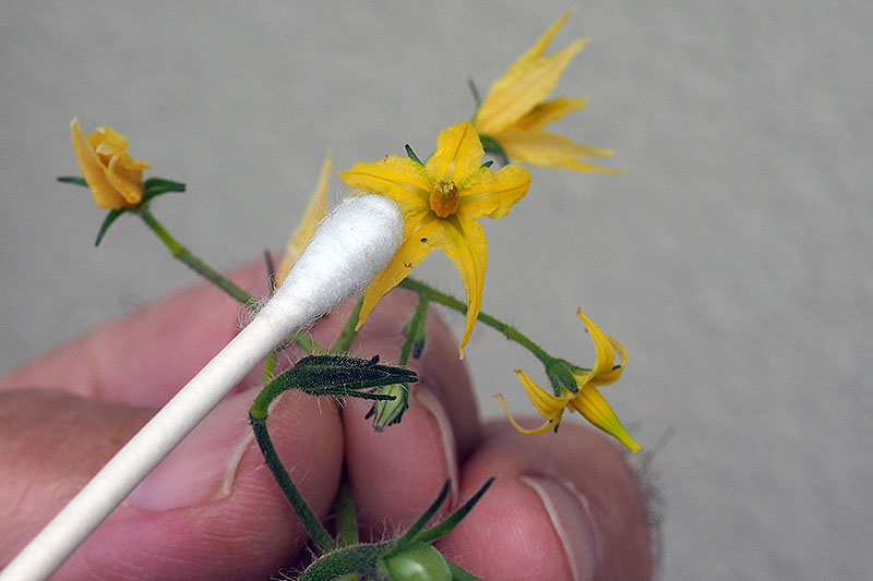 تصویر نزدیک از دستی که گل زرد کوچکی را در دست گرفته و با استفاده از سواب پنبه‌ای گرده را از پرچم به کلاله منتقل می‌کند، که روی پس‌زمینه سفید تصویر شده است.
