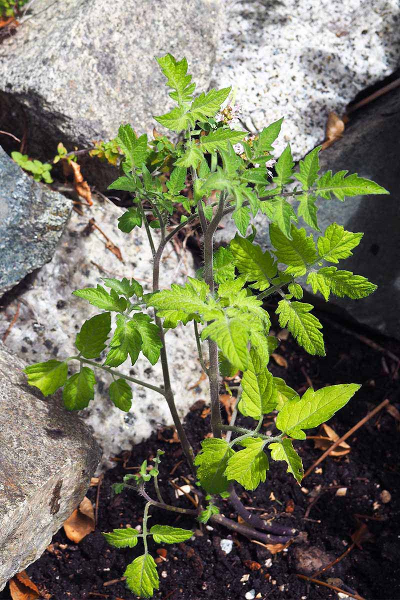تصویری عمودی از یک گیاه داوطلب کوچک Solanum lycopersicum در حال رشد در باغ با یک سنگ در پس زمینه با فوکوس نرم.