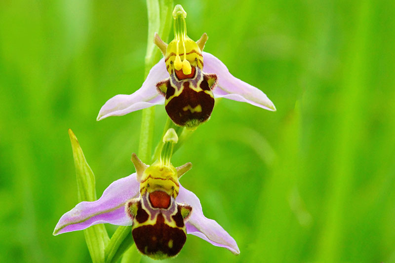 تصویر افقی نزدیک از دو گل Ophrys apifera (ارکیده زنبور عسل) جدا شده روی پس‌زمینه سبز.