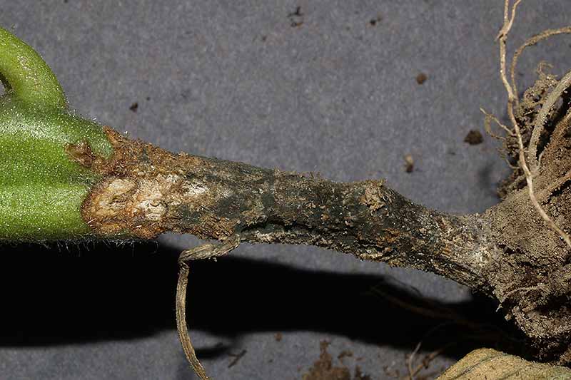 تصویر افقی نزدیک از ساقه گیاهی که از کپک سیاه آلترناریا رنج می‌برد، روی پس‌زمینه‌ای با فوکوس نرم خاکستری تصویر شده است.
