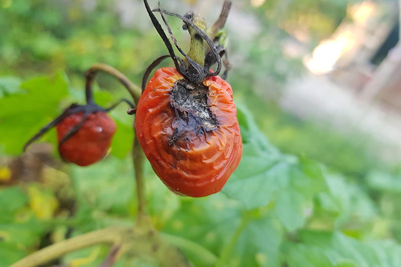 تصویر نزدیک از گوجه‌فرنگی قرمز که با یک مورد شدید پوسیدگی ساقه آلترناریا که گسترش یافته و میوه را تحت تأثیر قرار داده است، در یک پس‌زمینه فوکوس نرم به تصویر کشیده شده است.