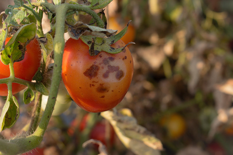 تصویر افقی نزدیک از یک گوجه‌فرنگی قرمز در حال رشد بر روی درخت انگور که از بیماری به نام آنتراکنوز رنج می‌برد، در زیر نور خورشید فیلتر شده بر روی پس‌زمینه فوکوس ملایم تصویر شده است.