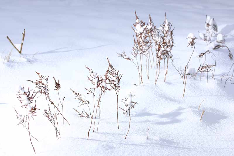 تصویر افقی نزدیک از یک باغ برفی با ساقه‌های گل سپری شده هنوز در برف.