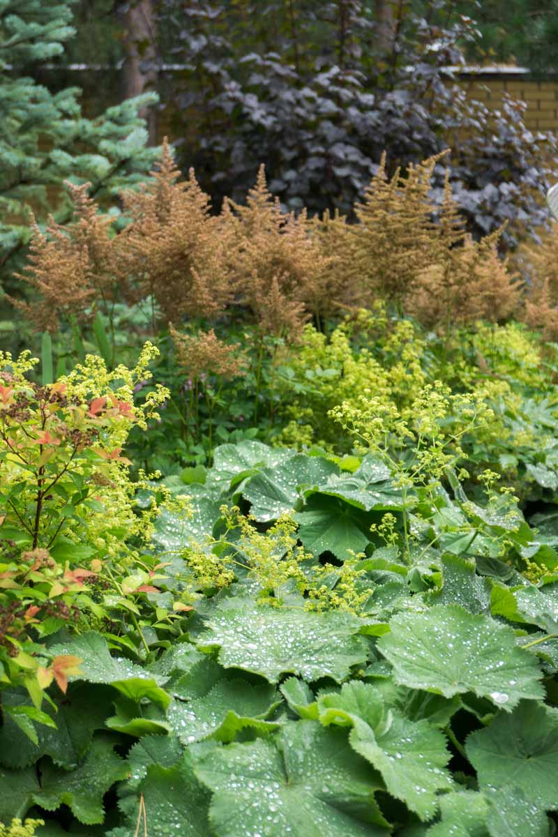تصویری عمودی از یک صحنه باغ پاییزی از گیاهان آستیله که در پشت مانتو زنانه رشد می‌کنند با بوته‌ها و دیواری با فوکوس ملایم در پس‌زمینه.