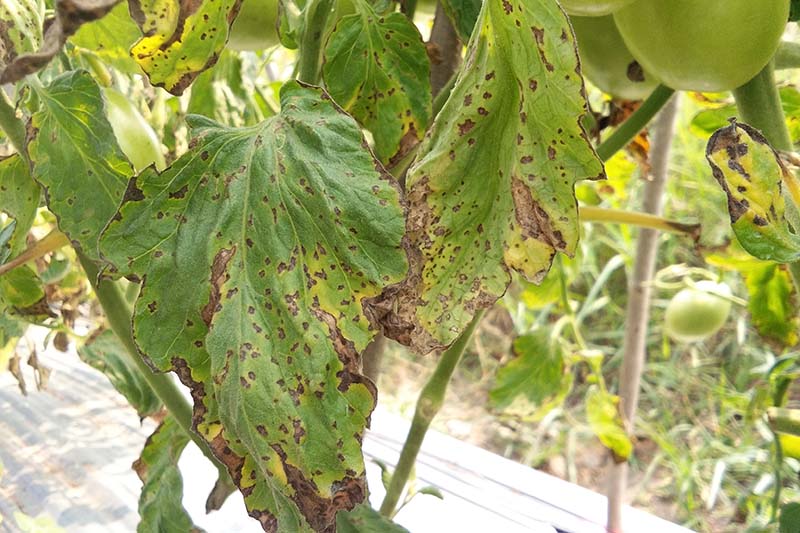 تصویر افقی نزدیک از یک گیاه گوجه فرنگی که از لکه های باکتریایی روی برگ رنج می برد، که باعث می شود شاخ و برگ ها قهوه ای یا زرد و پژمرده شوند.