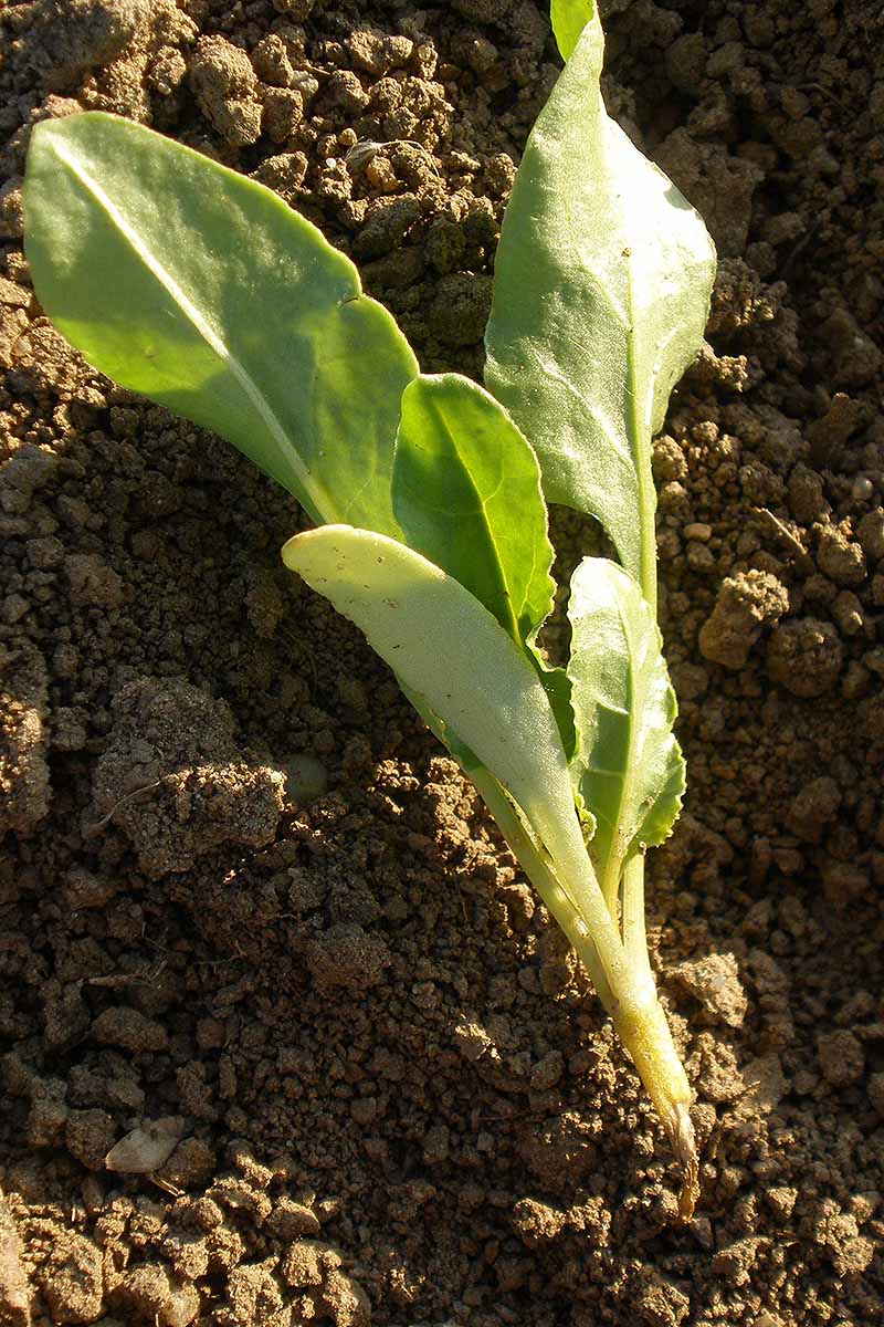 تصویر عمودی نزدیک از یک گیاه آلوده به میرایی، بیماری که باعث پوسیدگی ریشه می‌شود، در زیر نور آفتاب به تصویر کشیده شده است.