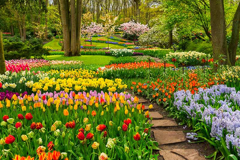 تصویری افقی از حاشیه‌های رسمی باغ کاشته شده با انواع پیازهای رنگارنگ بهاری، در شکوفه کامل، با مسیری که از زیر درختان در میان آن می‌پیچد.