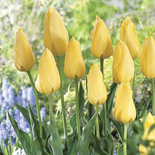 تصویر مربعی از لاله‌های زرد «لبخند بزرگ» که در باغ بهاری رشد می‌کنند، با گل‌های آبی با فوکوس ملایم در پس‌زمینه.