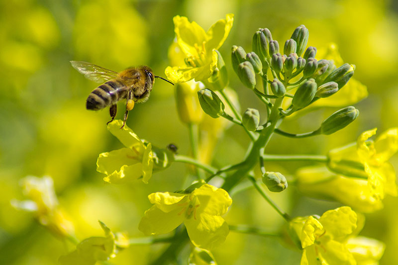 یک تصویر افقی نزدیک از یک زنبور عسل که روی یک گل زرد روشن فرود آمده است، که در زیر نور آفتاب در پس‌زمینه‌ای با فوکوس ملایم به تصویر کشیده شده است.