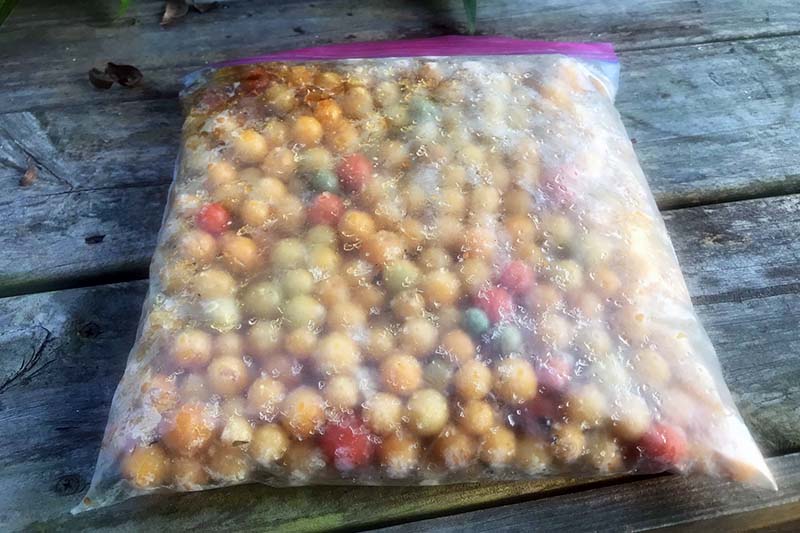 تصویر افقی نزدیک از یک کیسه پلاستیکی کوچک قابل استفاده مجدد پر از گوجه فرنگی گیلاسی زرد منجمد.